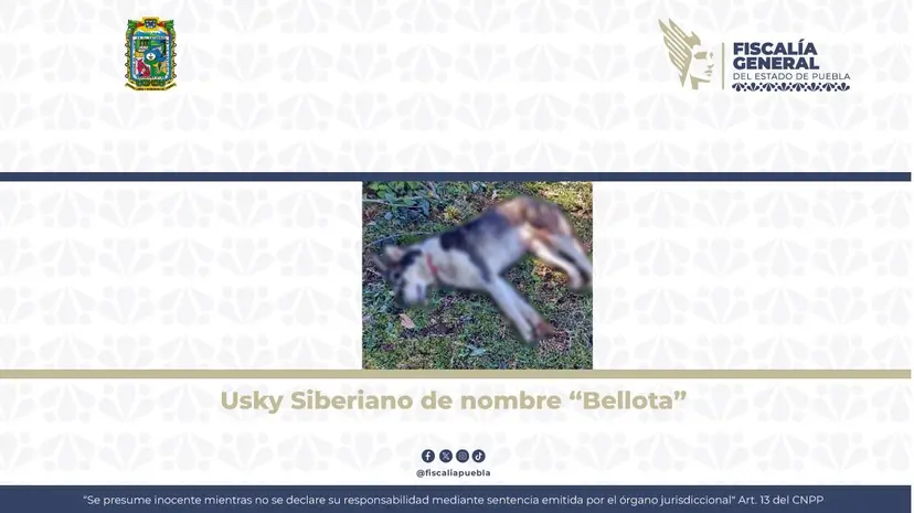 Logra FGE vinculación a proceso de detenido por caso de crueldad animal en Zacapoaxtla