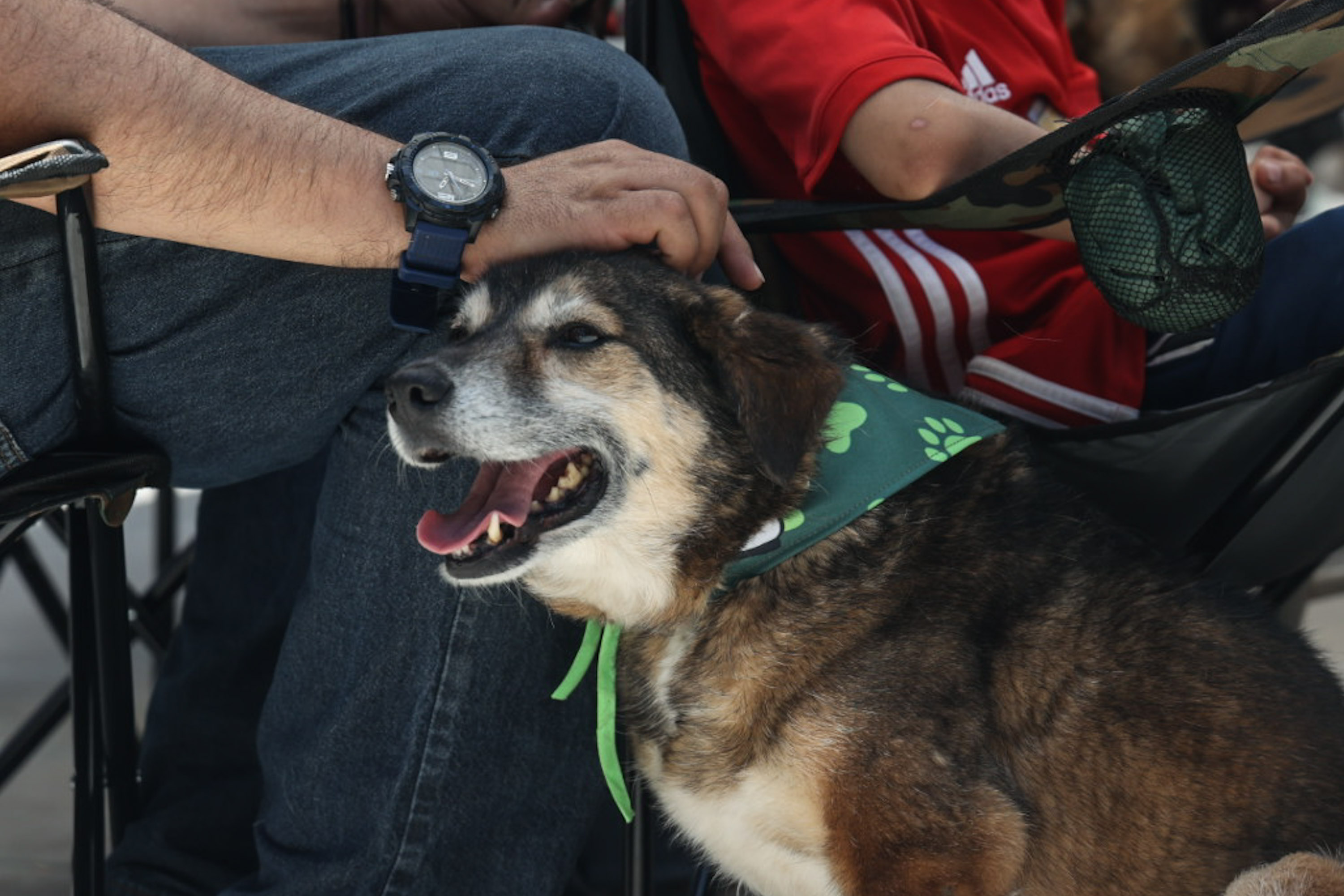 Así puedes proteger a tu mascota del gusano barrenador