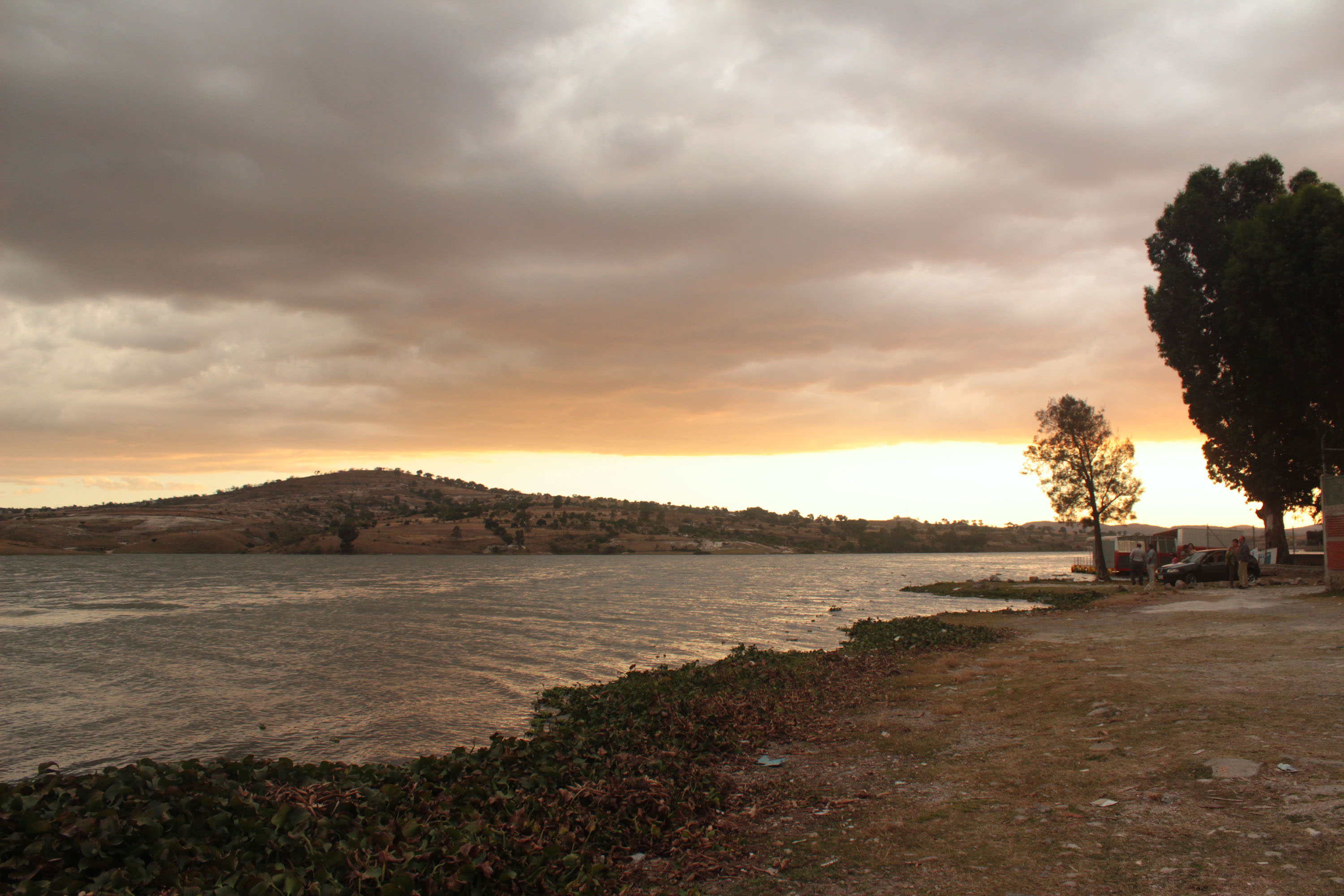 Lirio de Valsequillo podría emplearse en fertilización y aprovechamiento sostenible