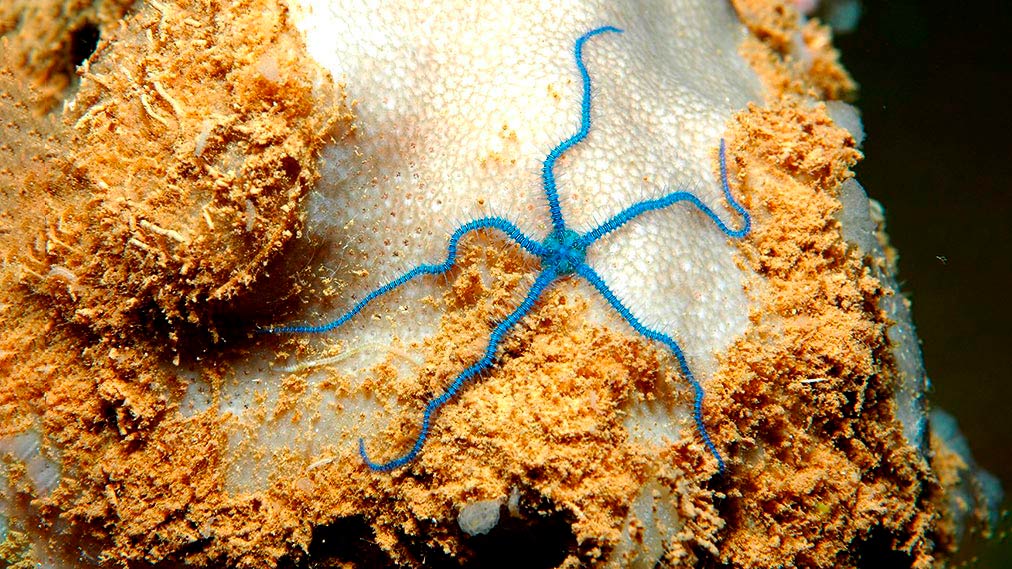 Las especies en el mar profundo están más conectadas de lo pensado