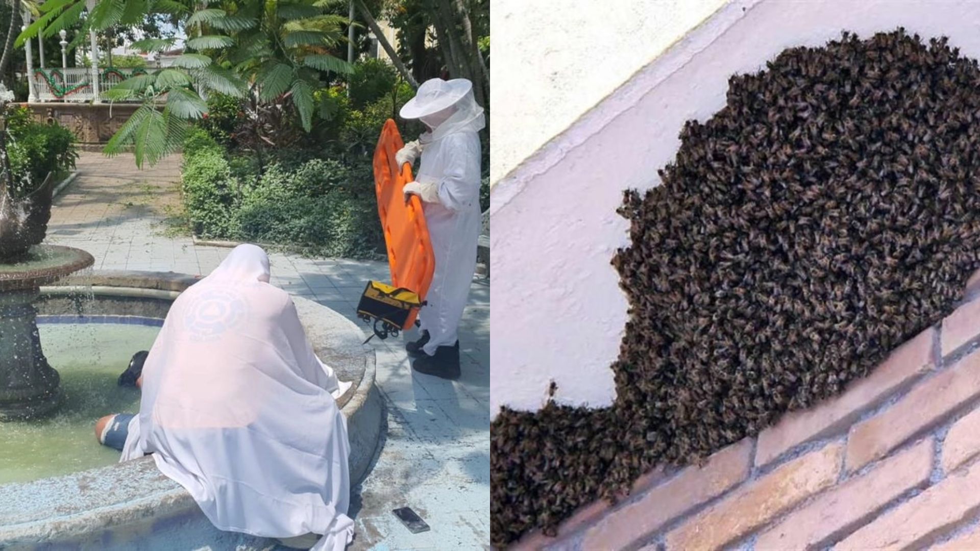 Reportan alarmante ataque de abejas en parque de Colima; hay 3 personas heridas 