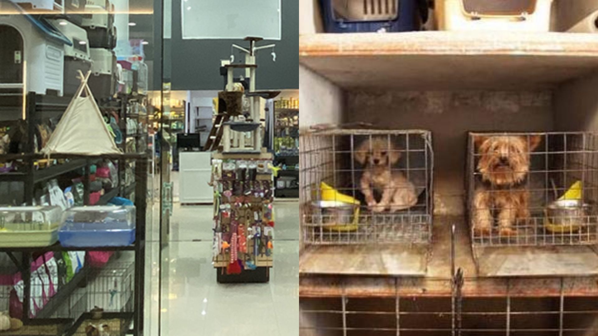 Vendedores en CDMX rechazan que se prohíba mostrar animales con fines de venta