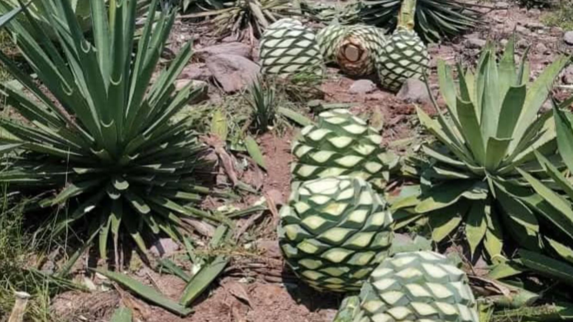 En Zapotitlán, reportan robo de 200 piñas de agave usadas para hacer mezcal