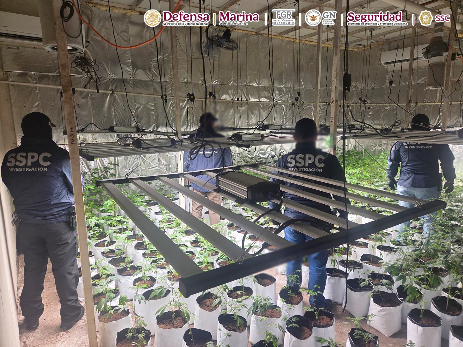 Aseguran invernaderos de marihuana en CDMX 
