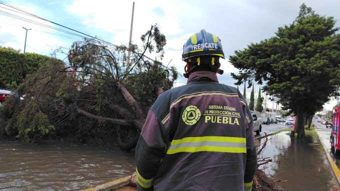 Lluvia en Puebla derriba un árbol en la 11 Sur