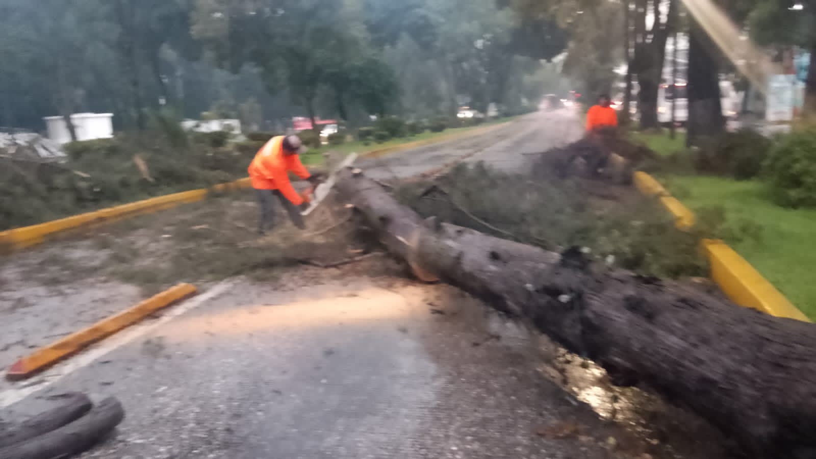 Tras lluvia se registra la caída de 6 árboles en la capital poblana