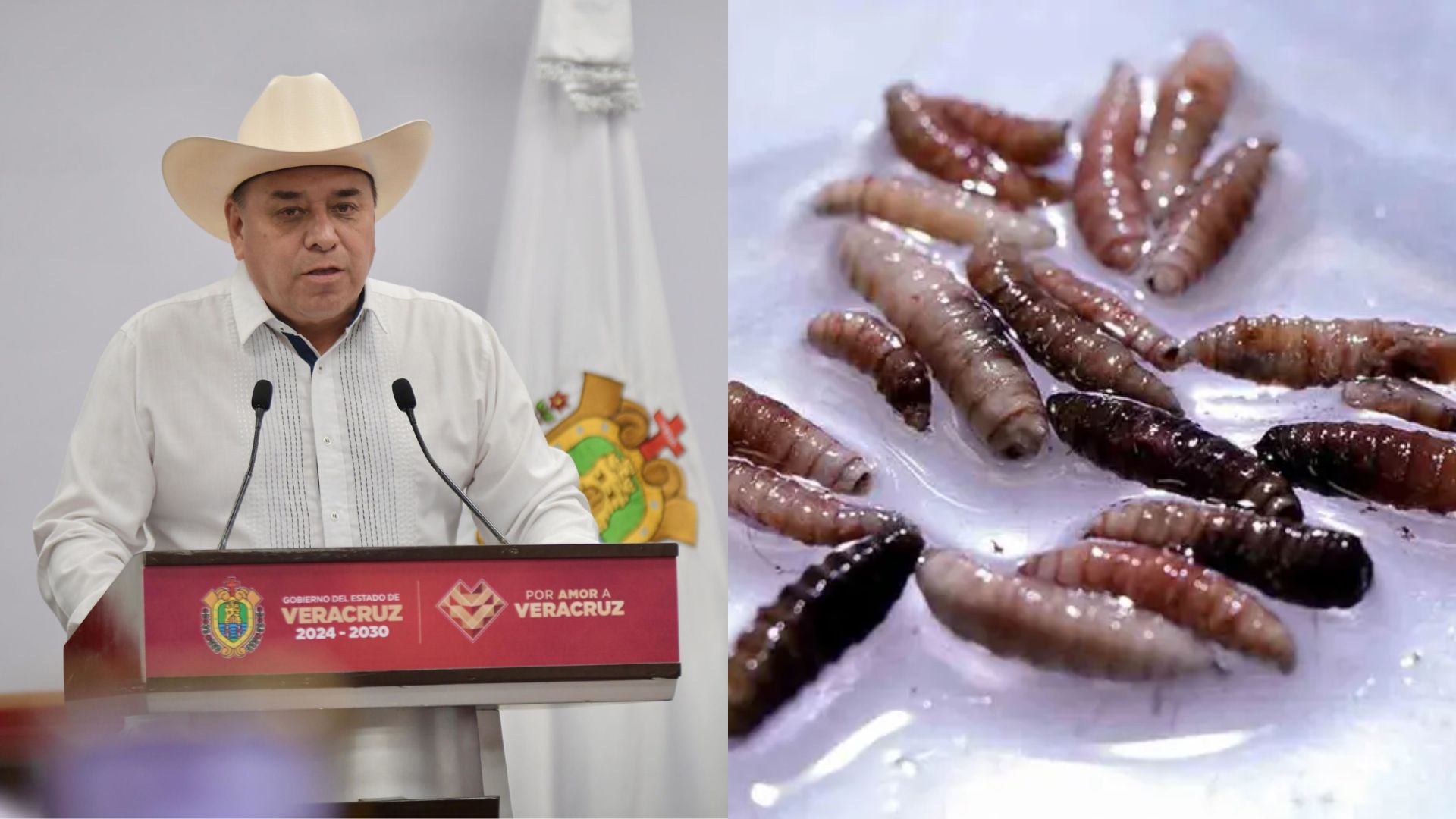 Registran en Veracruz 500 casos de gusano barrenador; 71 se encuentran activos