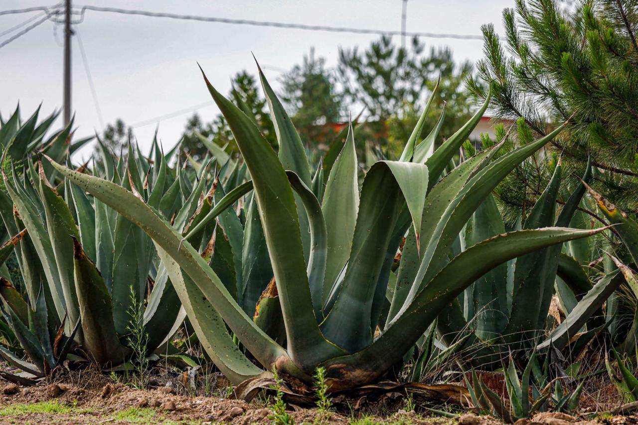 Gobierno emite licitación para adquirir insumos y fortalecer la producción del agave 