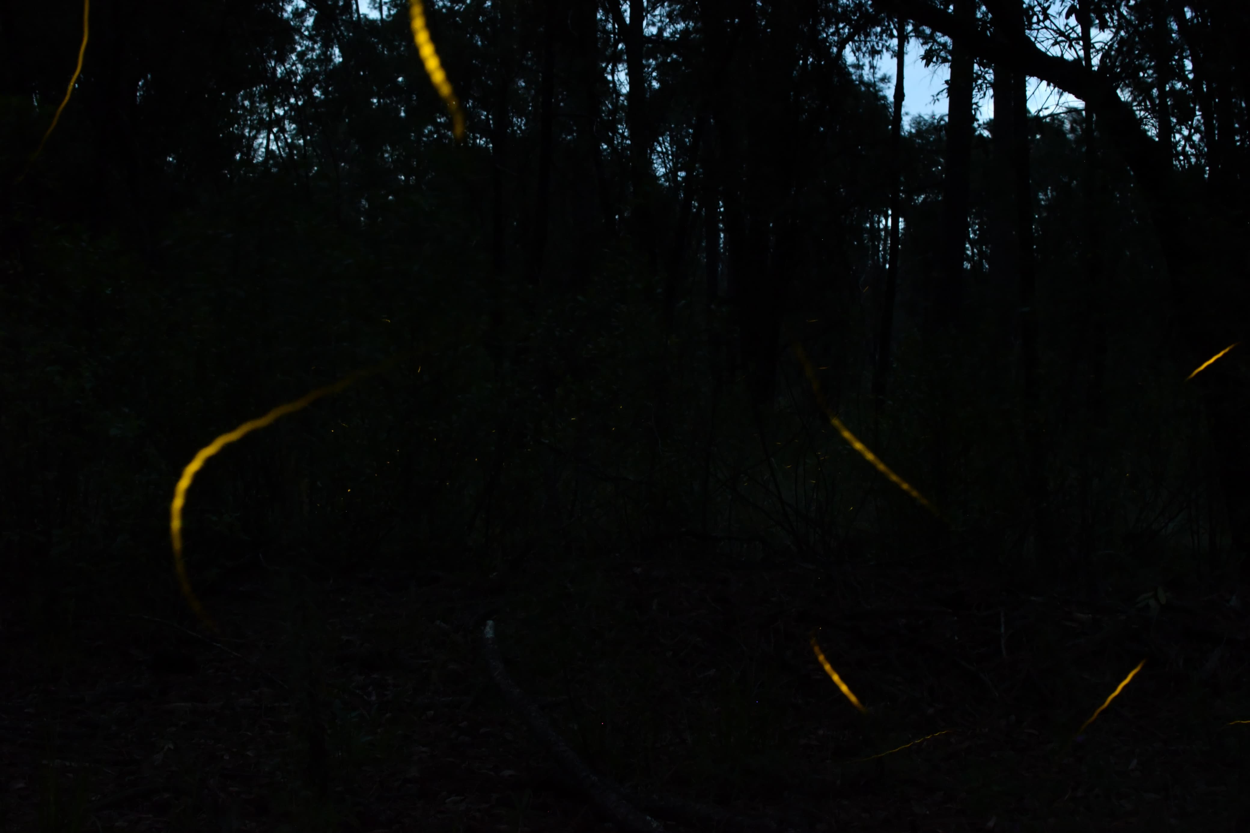 Descubren especie de luciérnaga, se le busca un nombre