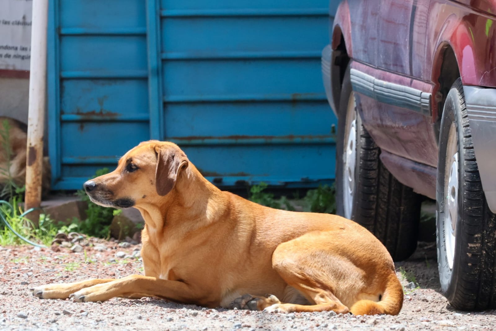 En Piaxtla darán recompensa por informes sobre el responsable del envenenamiento de mascotas