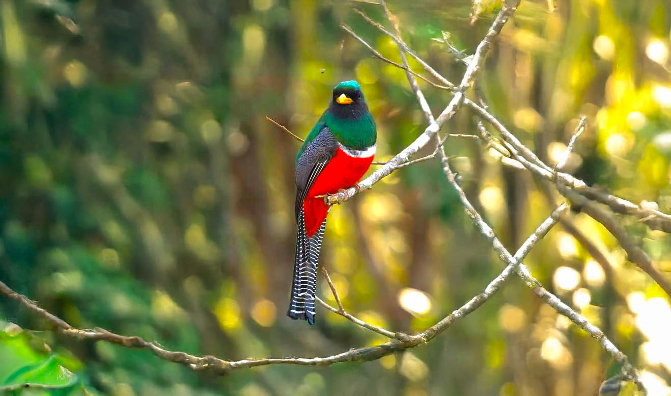 El pájaro bandera: un símbolo natural que evoca a México