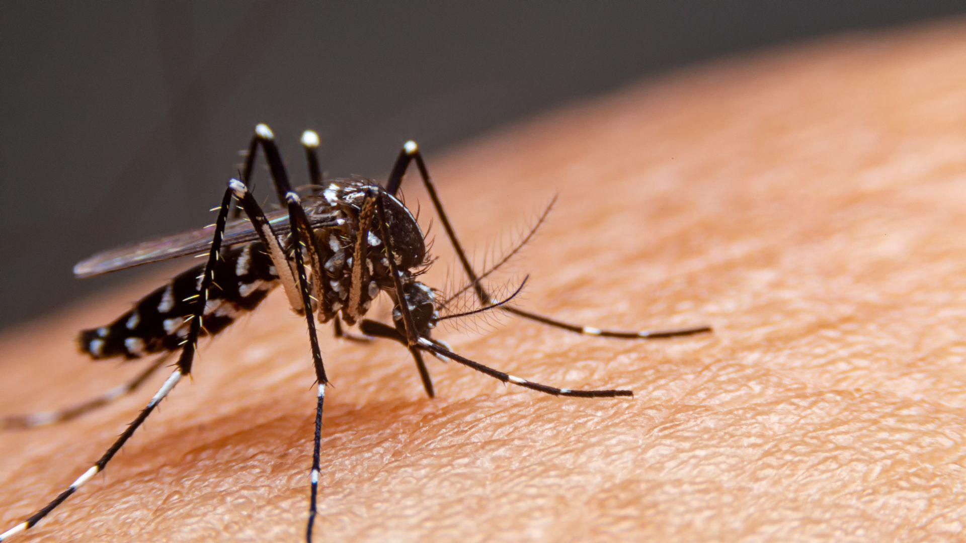 Confirman 2 casos de dengue en Hueytamalco, autoridades refuerzan la prevención 
