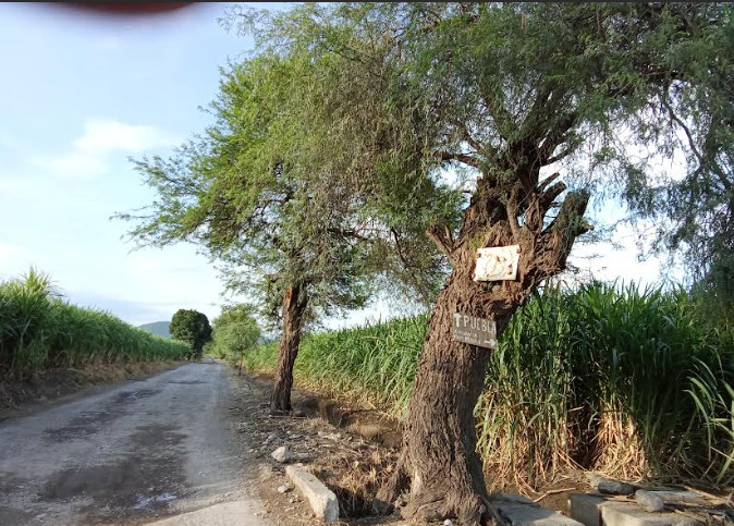 Prohíben el paso de carros pesados en calles de Izúcar  y Tilapa 