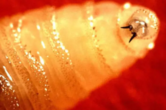 Confirman muerte de dos mujeres por gusano barrenador en Chiapas