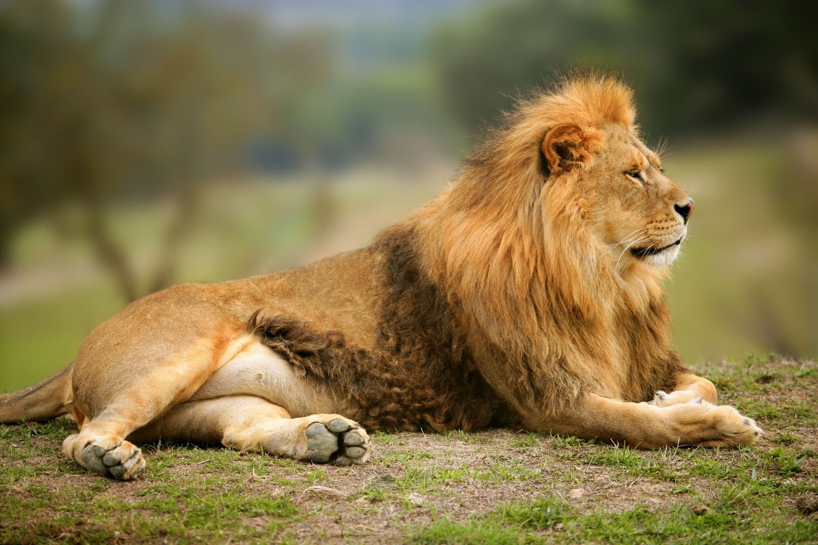 Guardia de zoológico es devorado por leones en Tailandia 