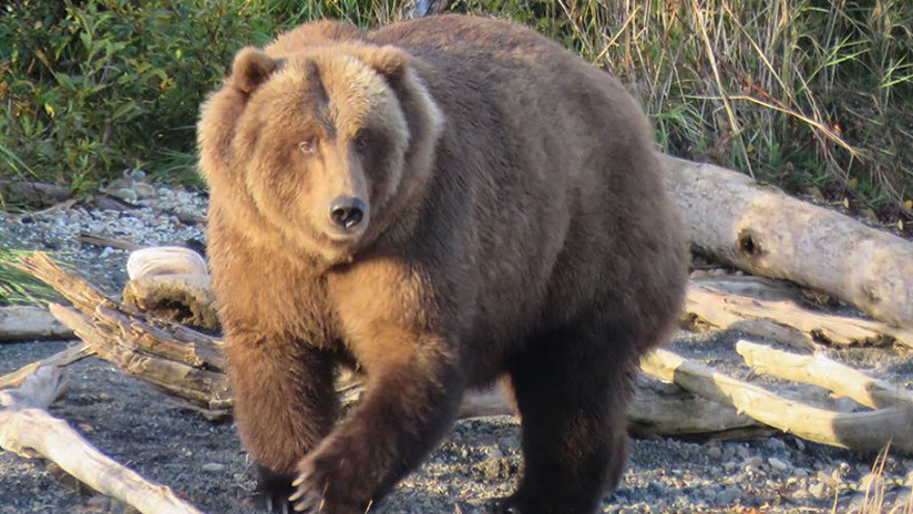 Rescatan a una osa que estuvo más de 36 horas arriba de un árbol en Sonora