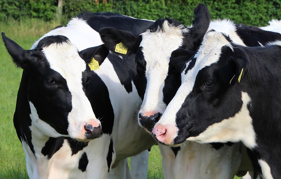 Un hombre lesionado, dejó una disputa por unas vacas en Izúcar