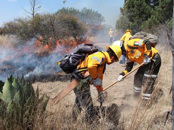 En 2025, Policía Forestal de Puebla recuperó 588 troncos e inhabilitó 27 hornos clandestinos