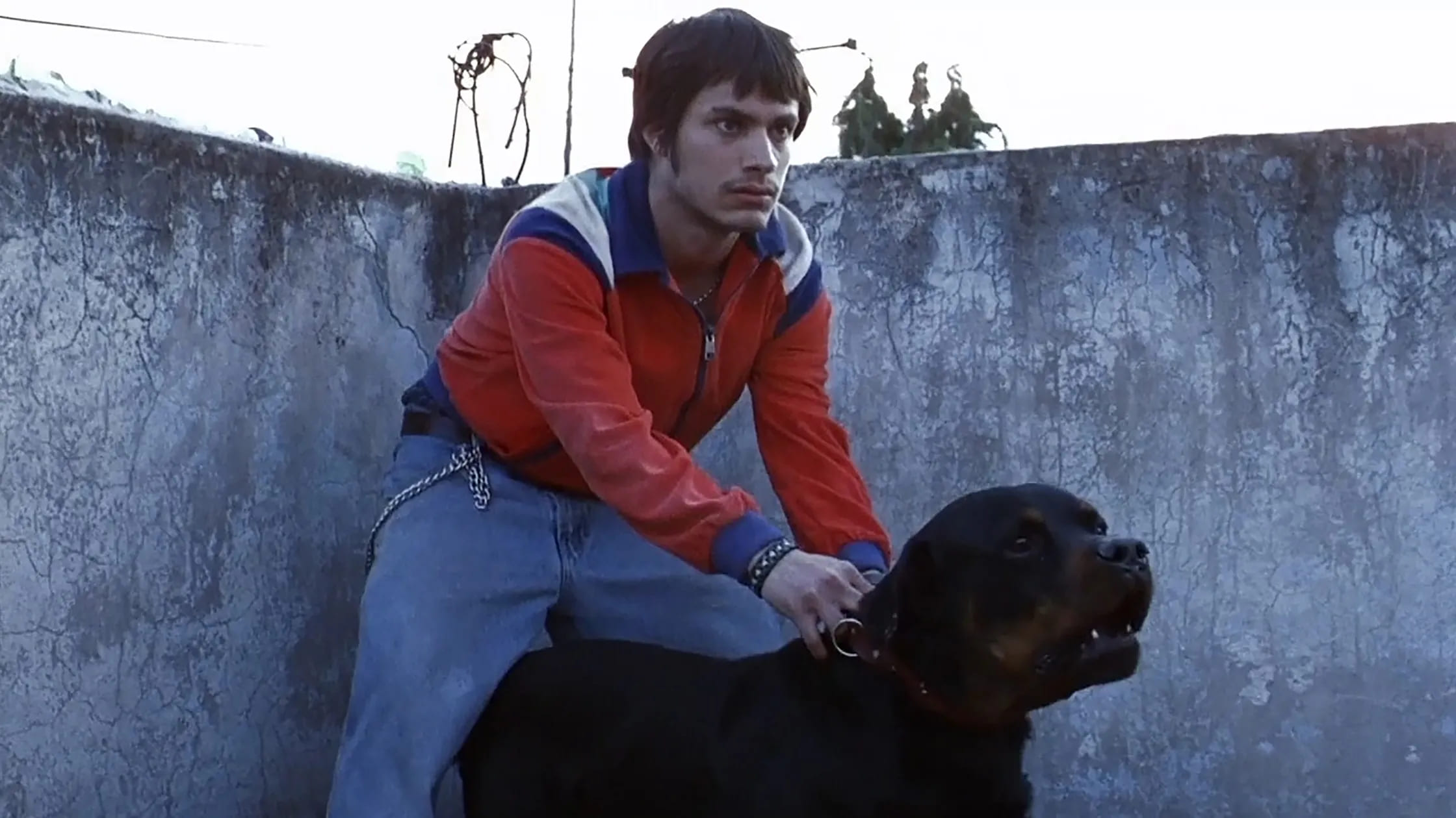 Amores Perros regresa a los cines: 25 años de una obra maestra del cine mexicano