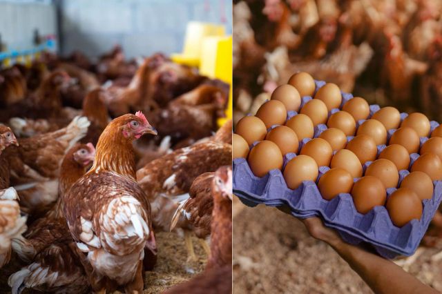 INPP cae 0.35 % en agosto, pero muestra alza anual de 3.33 %, reporta Inegi