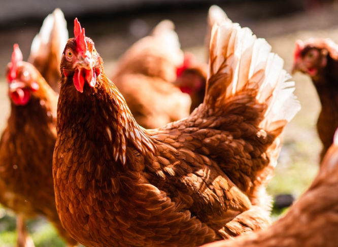 Repartirán apoyo para gallineros y huertos urbanos en 20 municipios poblanos