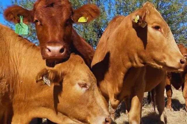 Gusano barrenador avanza en México y llega al centro y norte del país