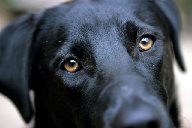 “Canelo”, perro comunitario de Tehuacán, es atacado con pirotecnia 