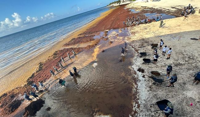 Sargazo: nuevas reglas para aprovecharlo sin dañar al ambiente