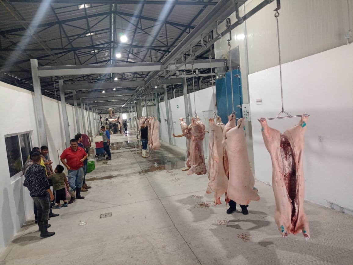 Persisten rastros clandestinos en Tehuacán para sacrificio de carneros y cerdos   