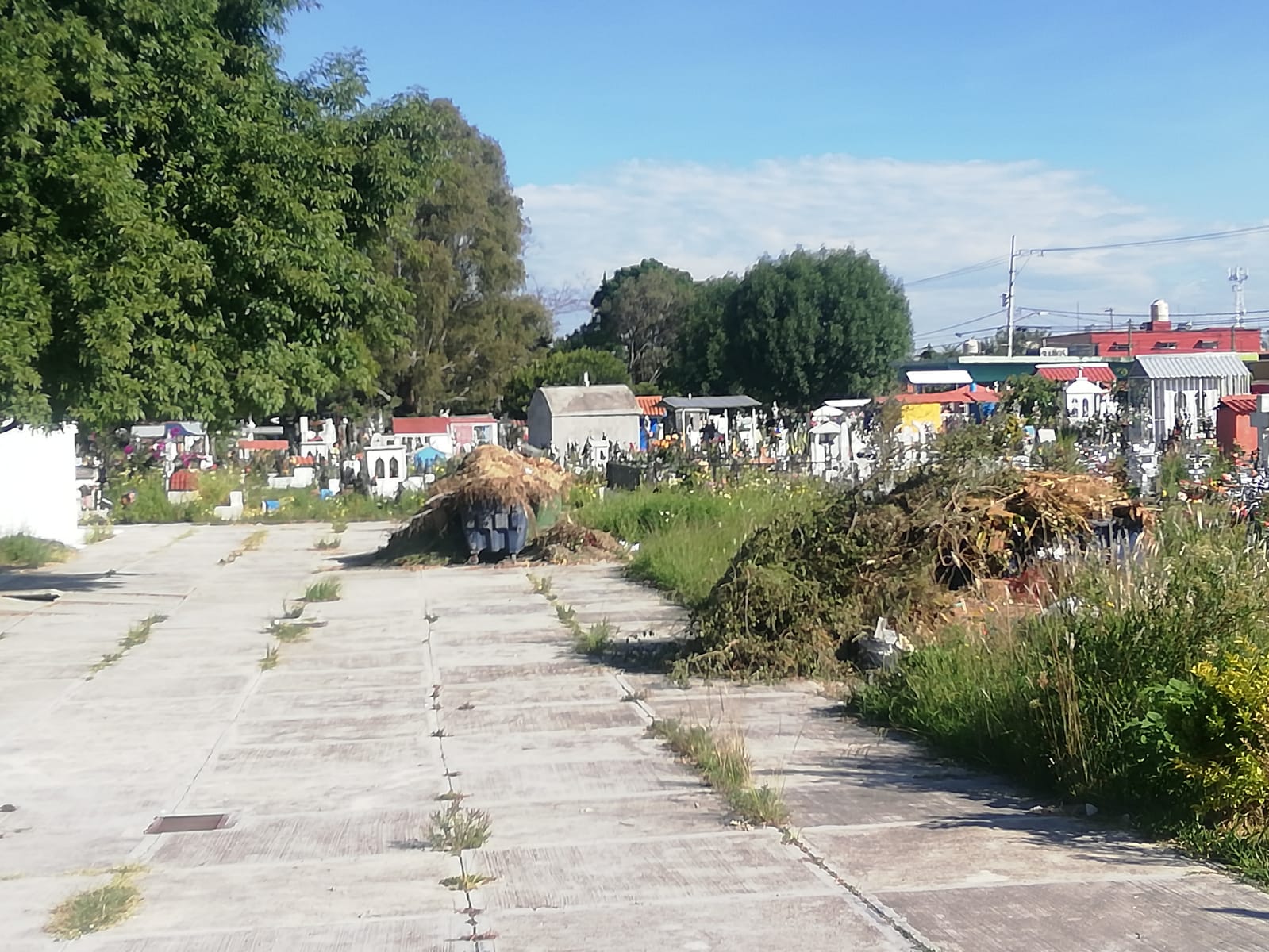 Encuentran sembradío de marihuana en el Panteón de la colonia Guadalupe-Hidalgo