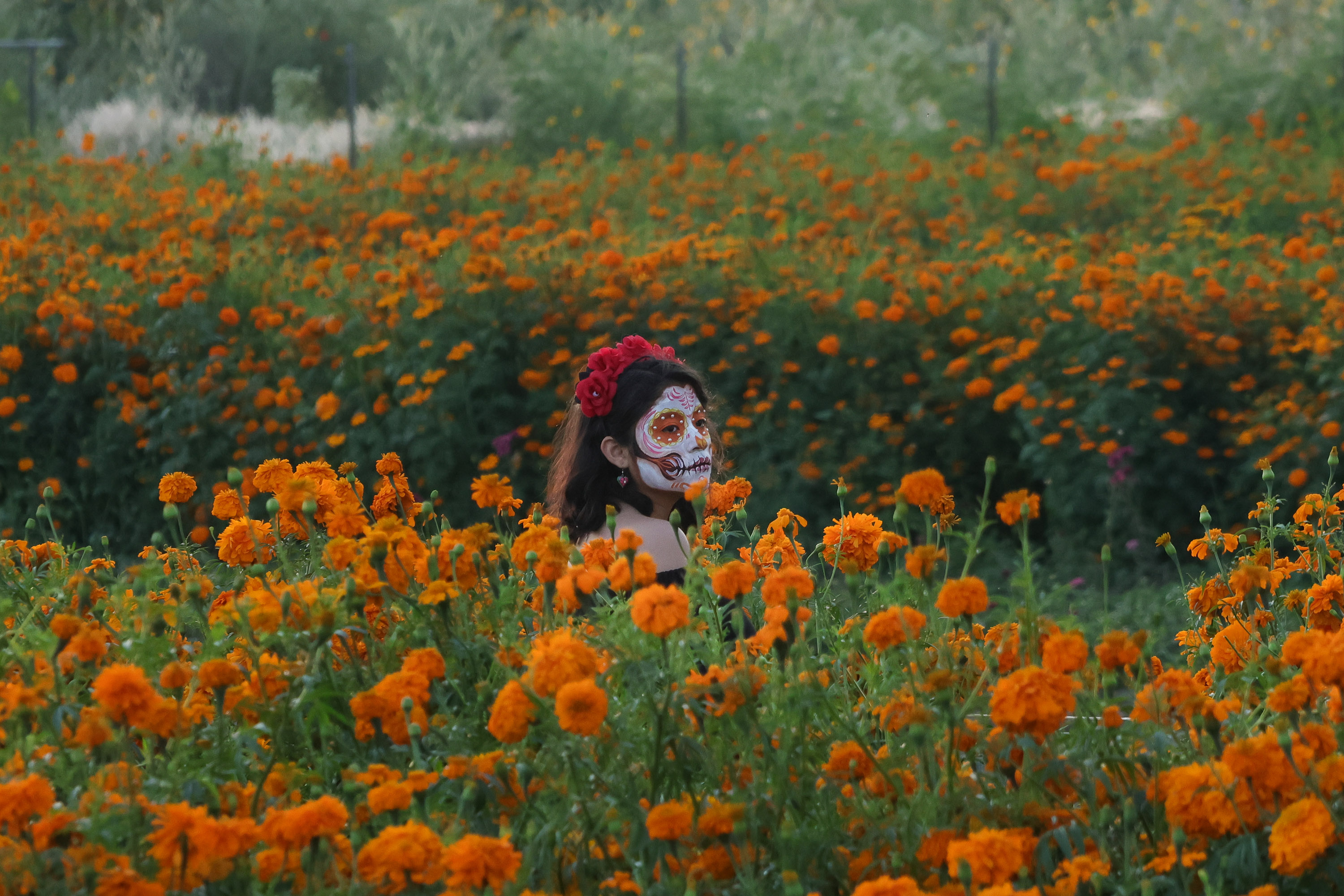 Plantíos de Flor de Cempasúchil en Cholula: spot ideal para fotos