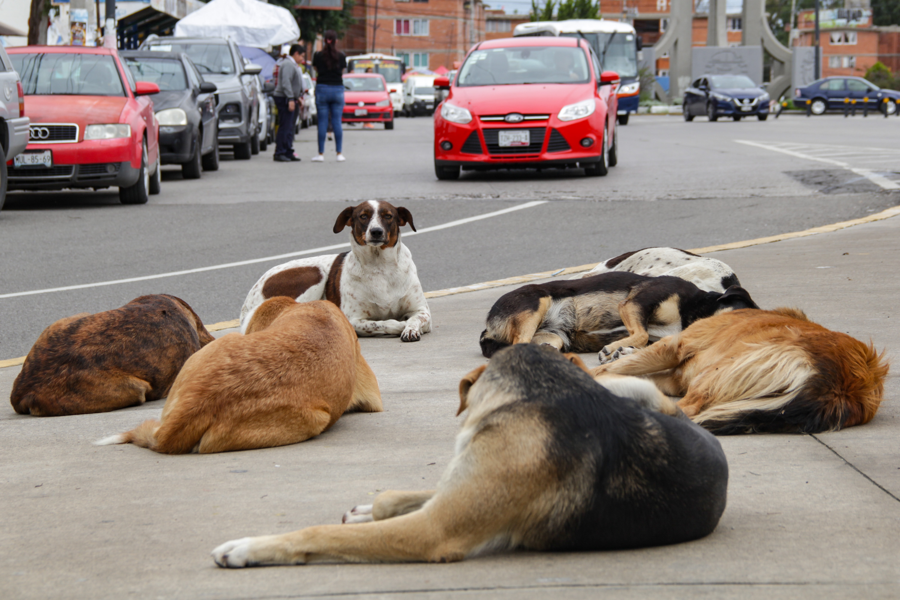 Un hombre fue atacado por perros callejeros en Chachapa 