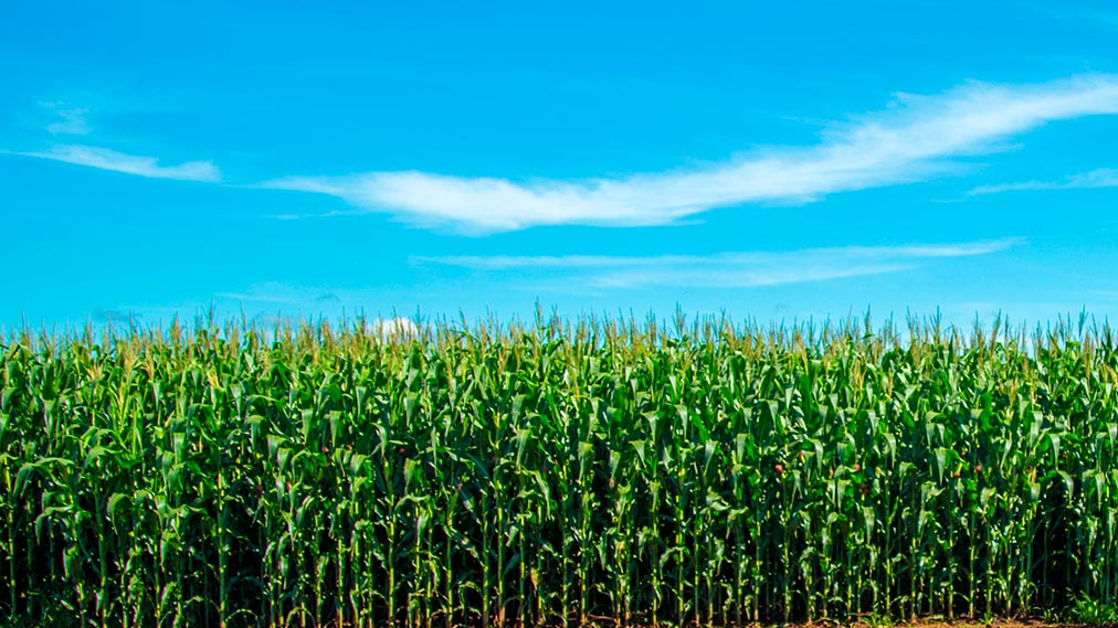El cultivo del maíz enfrenta una desterritorialización en América Latina