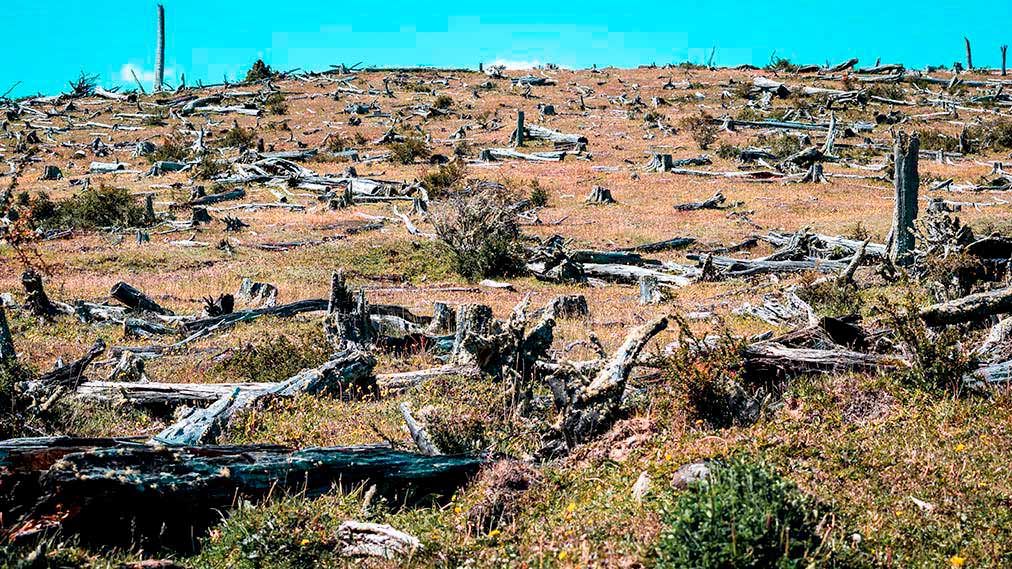 El ecocidio provoca desplazamientos humanos y crímenes