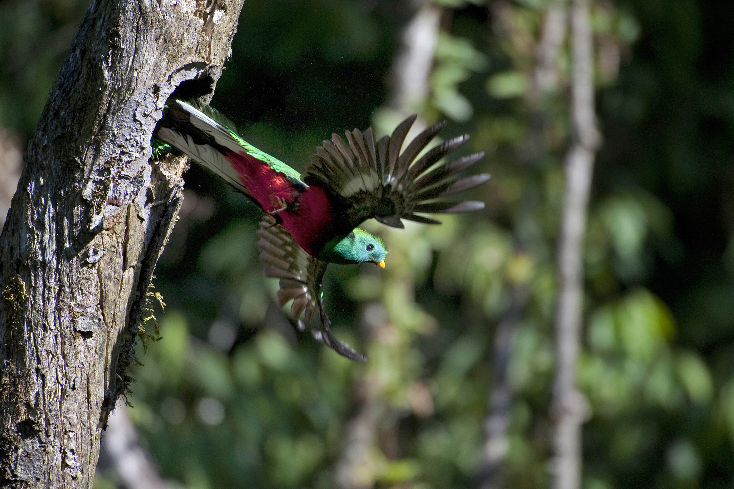 Los Quetzales se encuentran en peligro de extinción