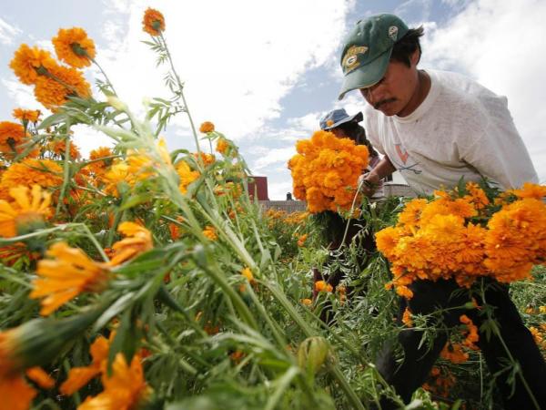 Puebla, líder en producción de cempasúchil y terciopelo; concentra el 72% nacional