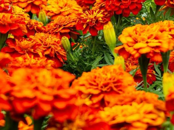 Arranca la temporada de flor de cempasúchil en Puebla