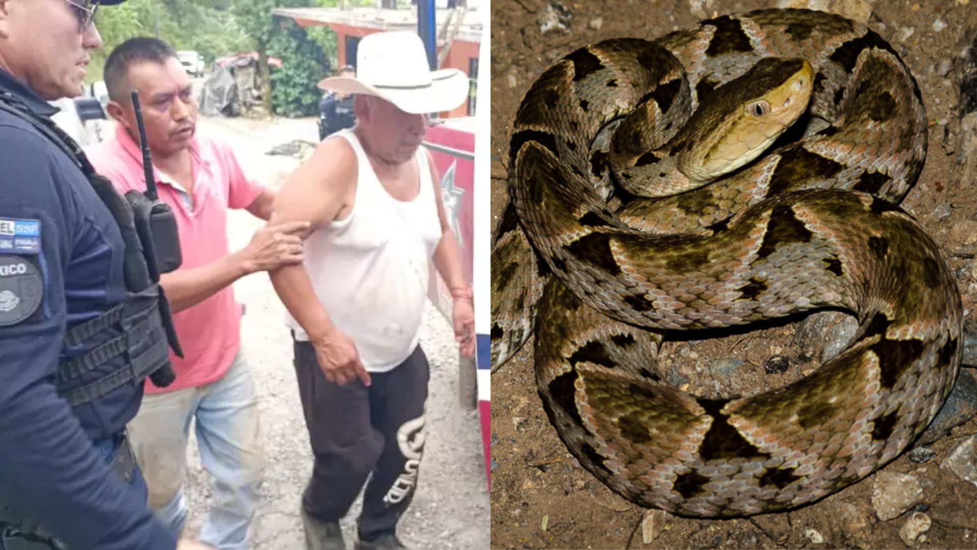 Tras lluvias en Tlapacoya, hombre fue mordido por una serpiente venenosa 