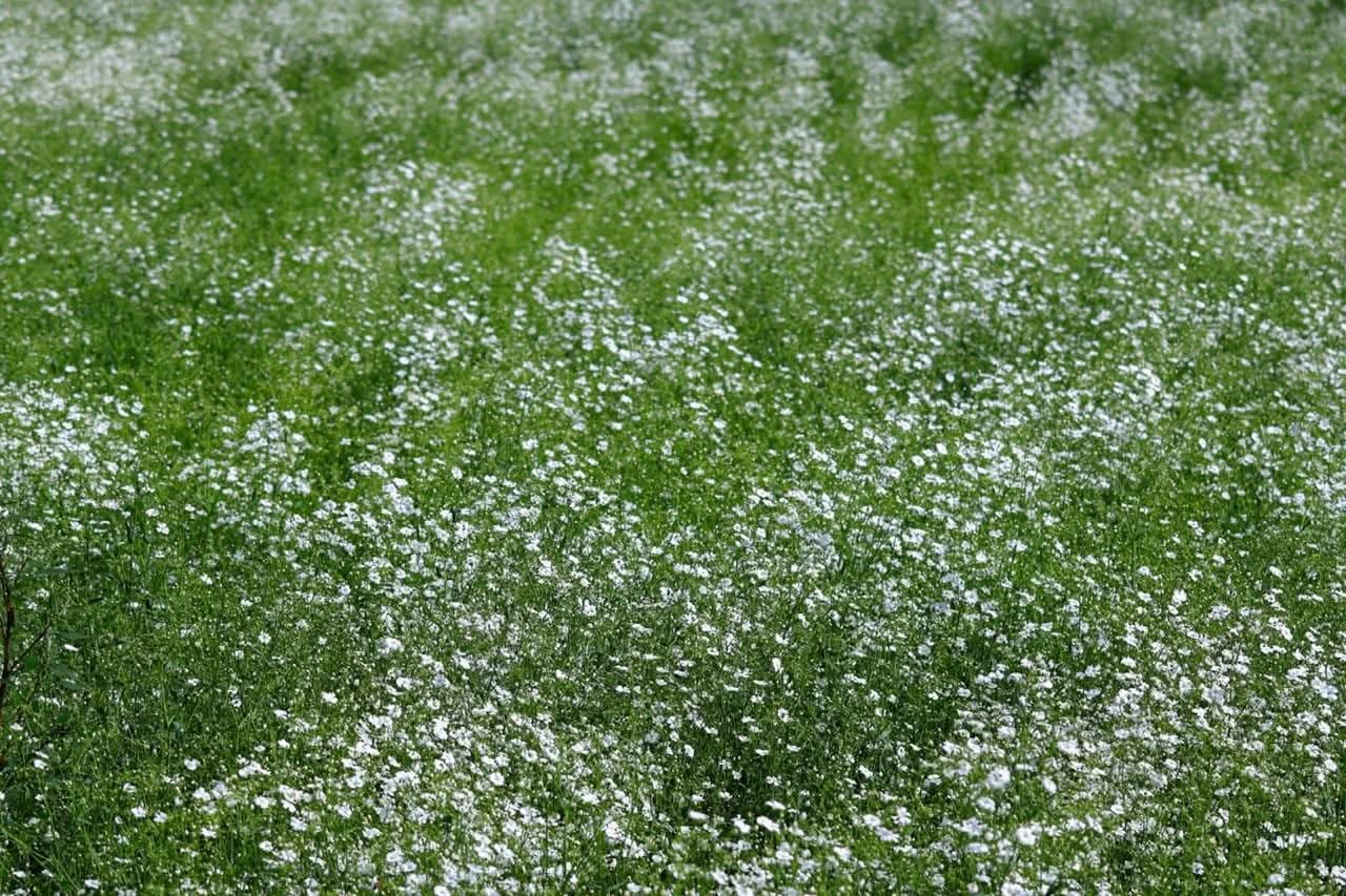 Encanto blanco embellecen los campos de Ixtacuixtla