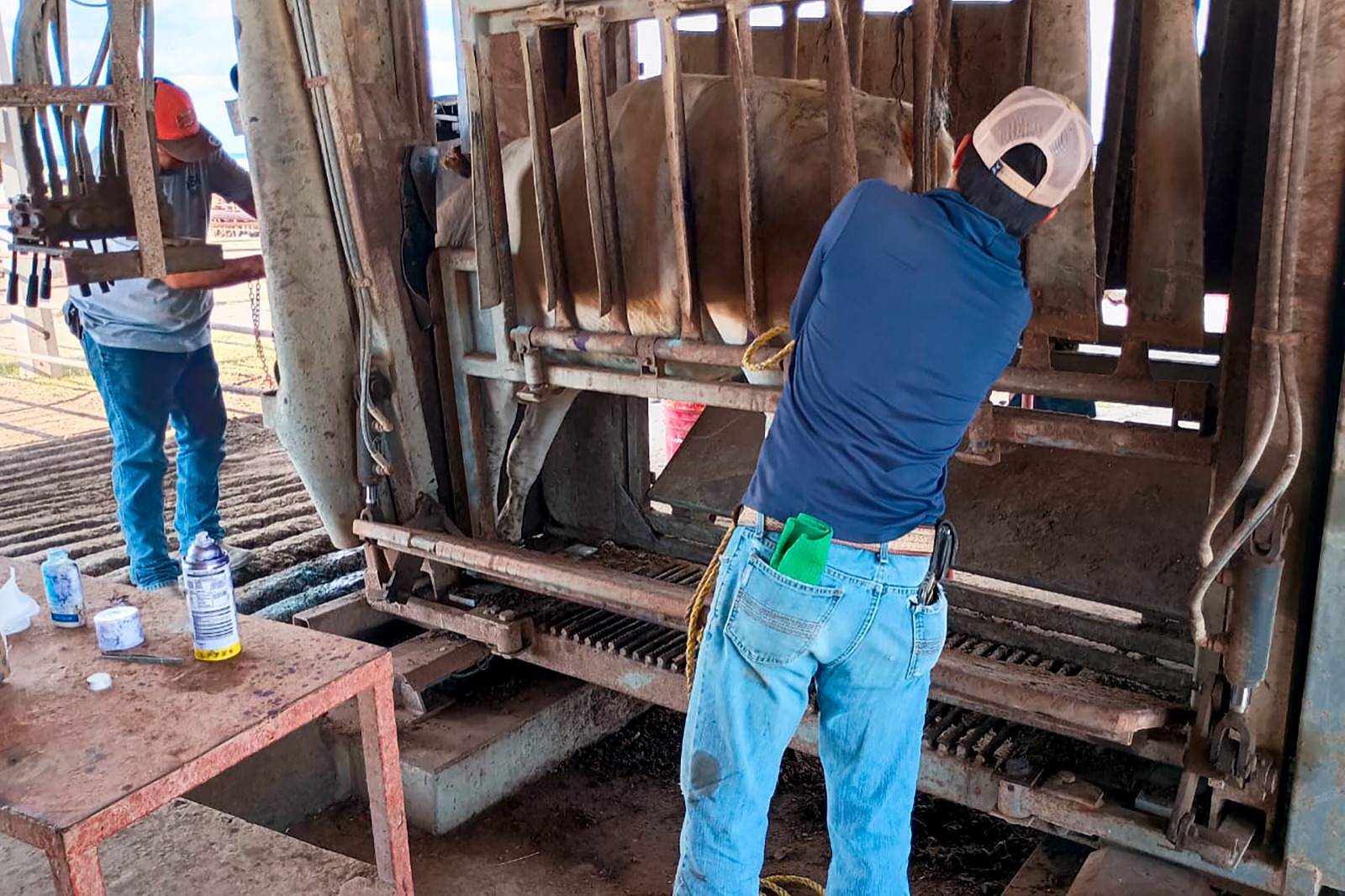 Es detectado nuevo caso de gusano barrenador en el ganado en Nuevo León