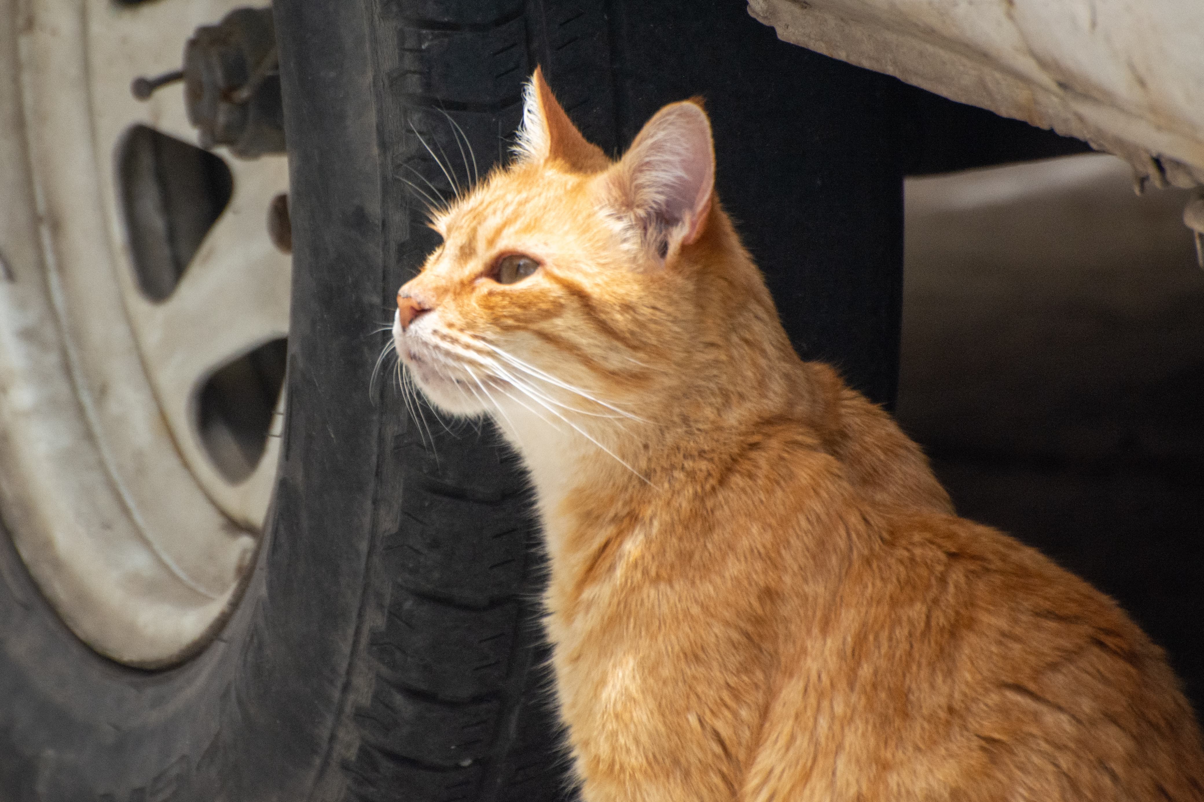 Esta es la razón por la que los gatos corren peligro en octubre
