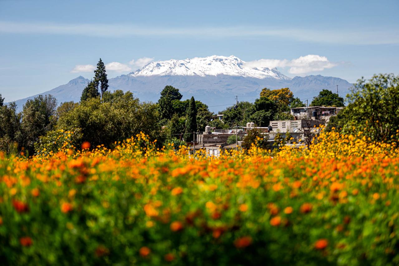 La flor de Cempasúchil ofrece paisajes impresionantes en estos lugares de Puebla 