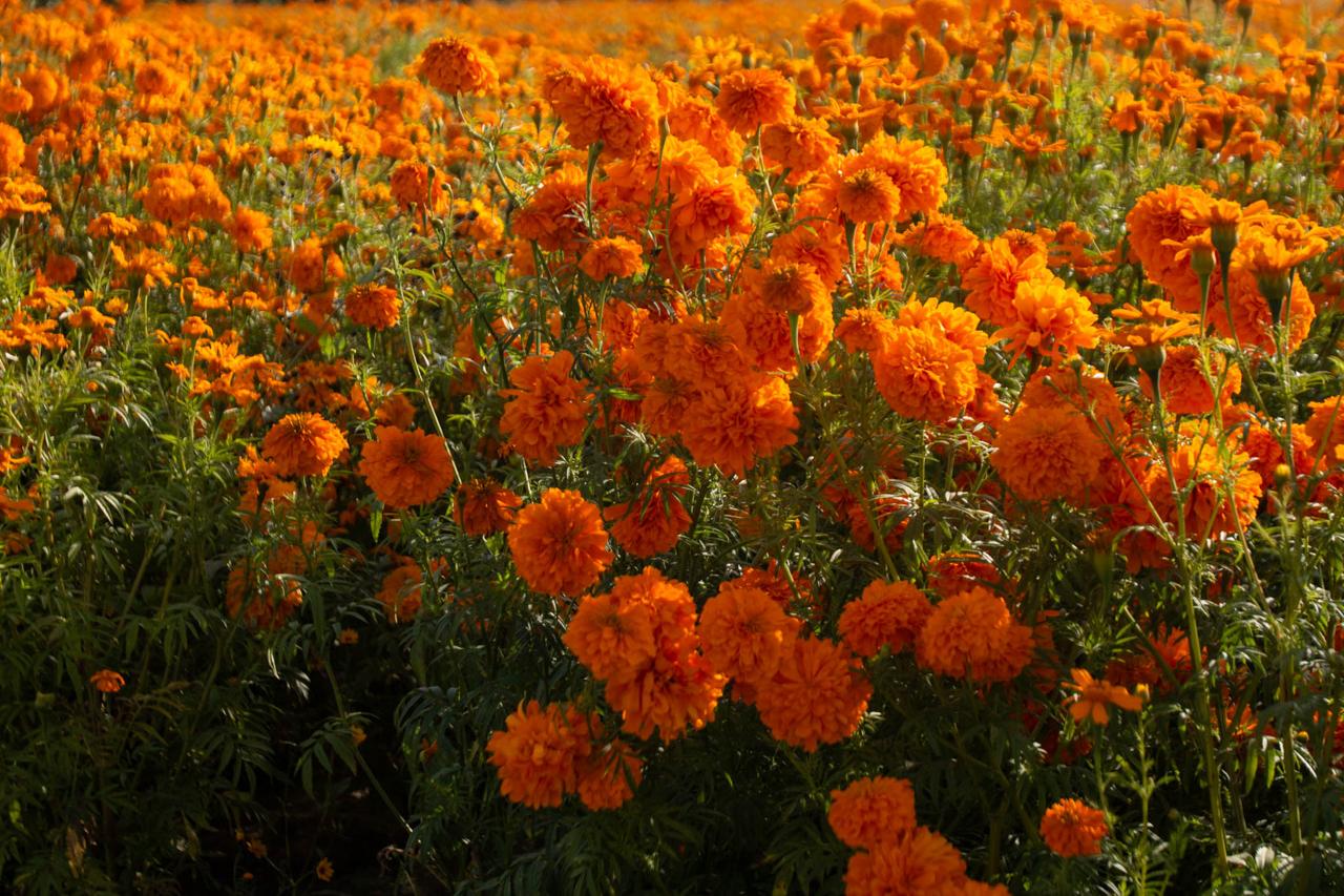 En estos lugares podrás encontrar flor de cempasúchil a buen precio