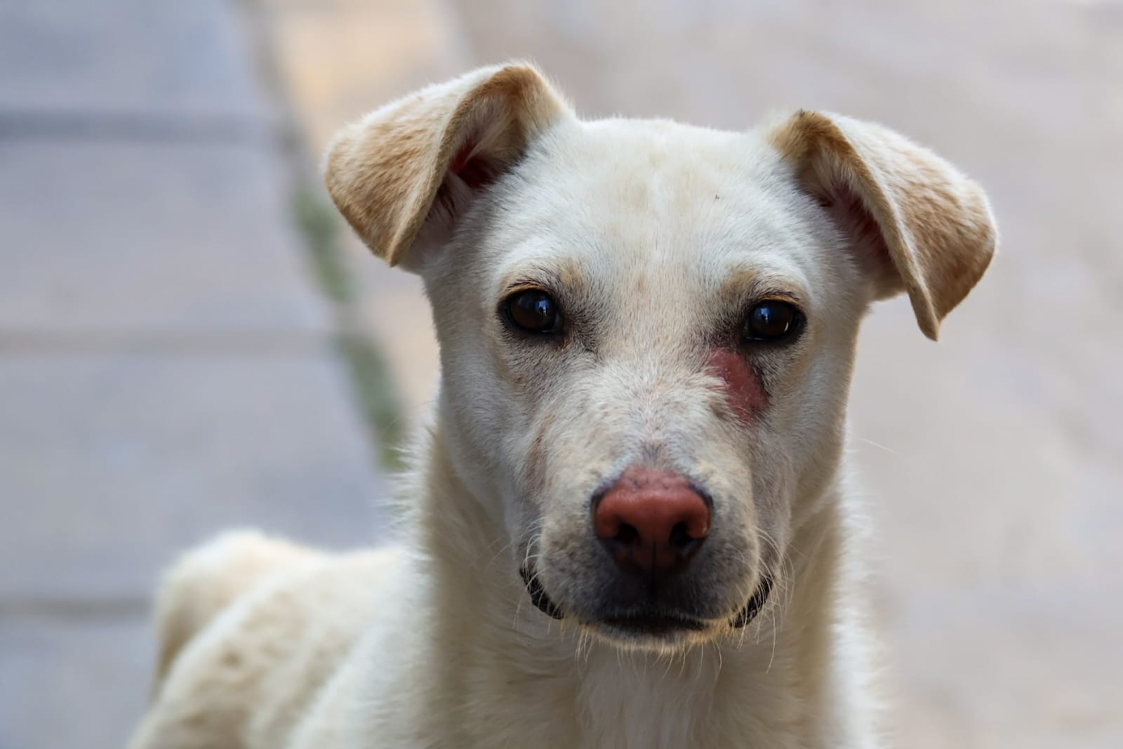 Más de 100 perros y gatos esperan ser adoptados en Puebla: IBA 