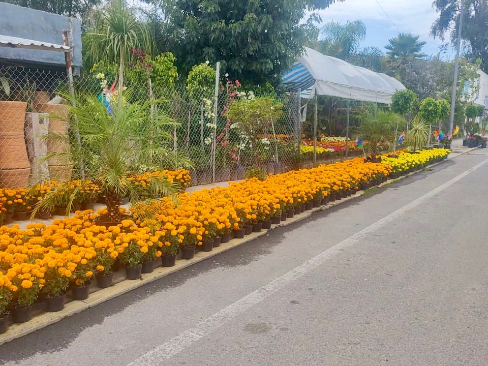 Viveros esperan incrementar venta de Flor de Cempasúchil