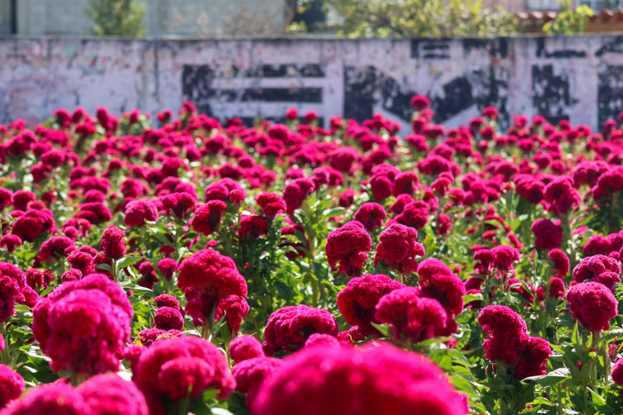 Inicia corte de Flor de Cempasúchil y de Terciopelo en Tepeyanco