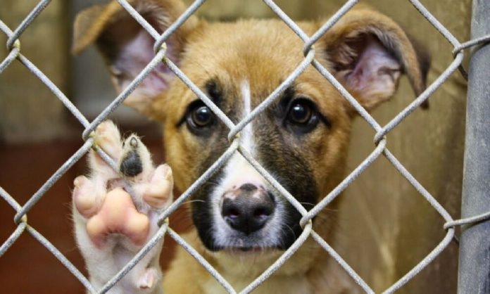 Puebla capital suma 495 denuncias por maltrato animal: Medio Ambiente 