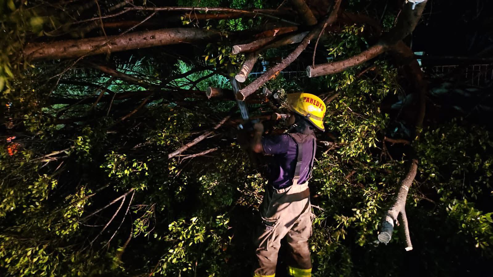 Lluvia de las últimas horas del miércoles tira enorme árbol en la vía Atlixcáyotl