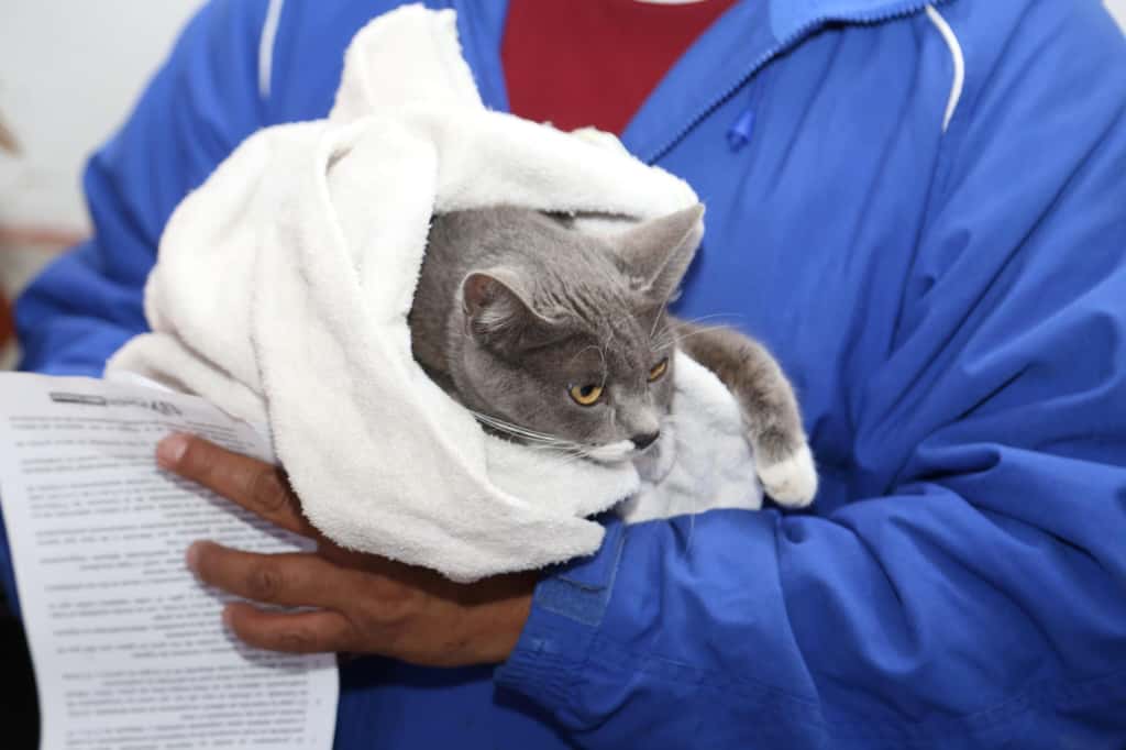   Conmemoran en Puebla por primera vez el Día Municipal de los Animales