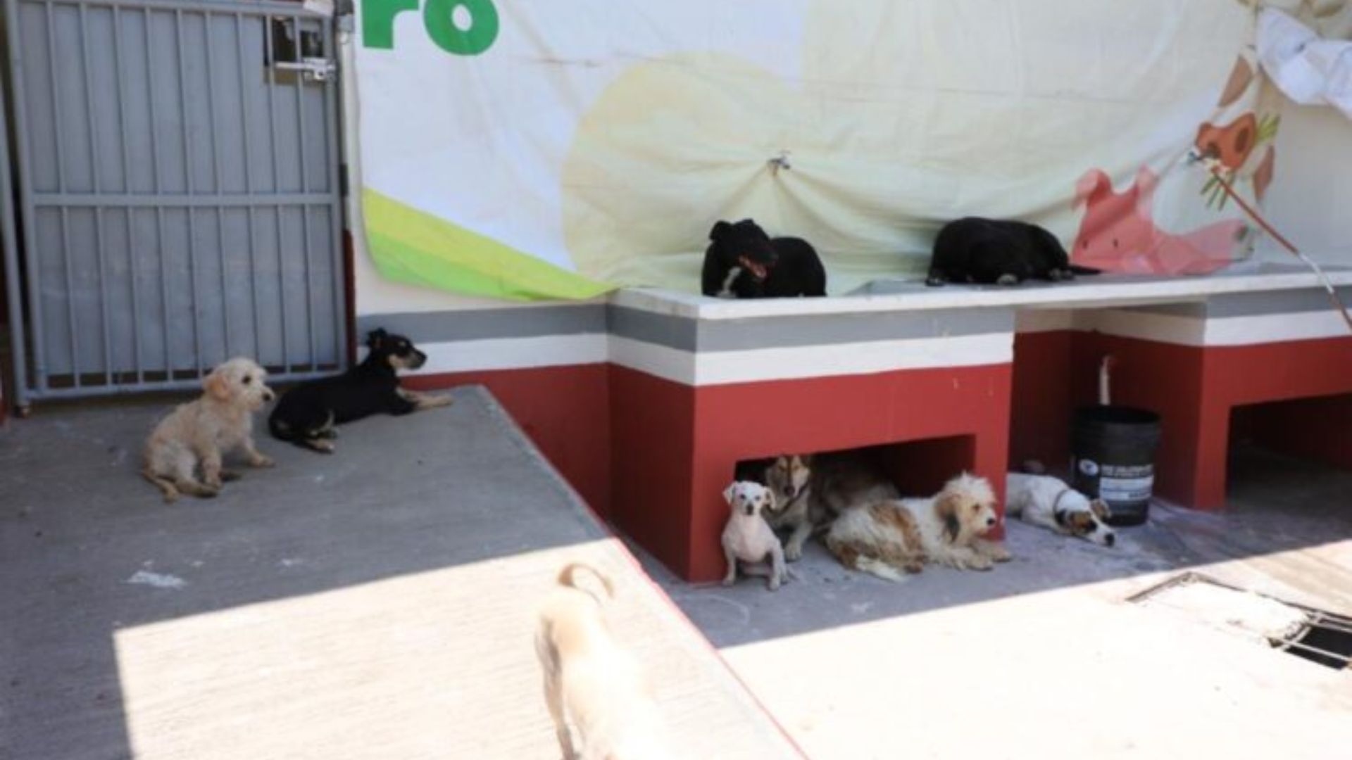 Por presunto maltrato, se clausuró un Centro de Bienestar Animal en Edomex